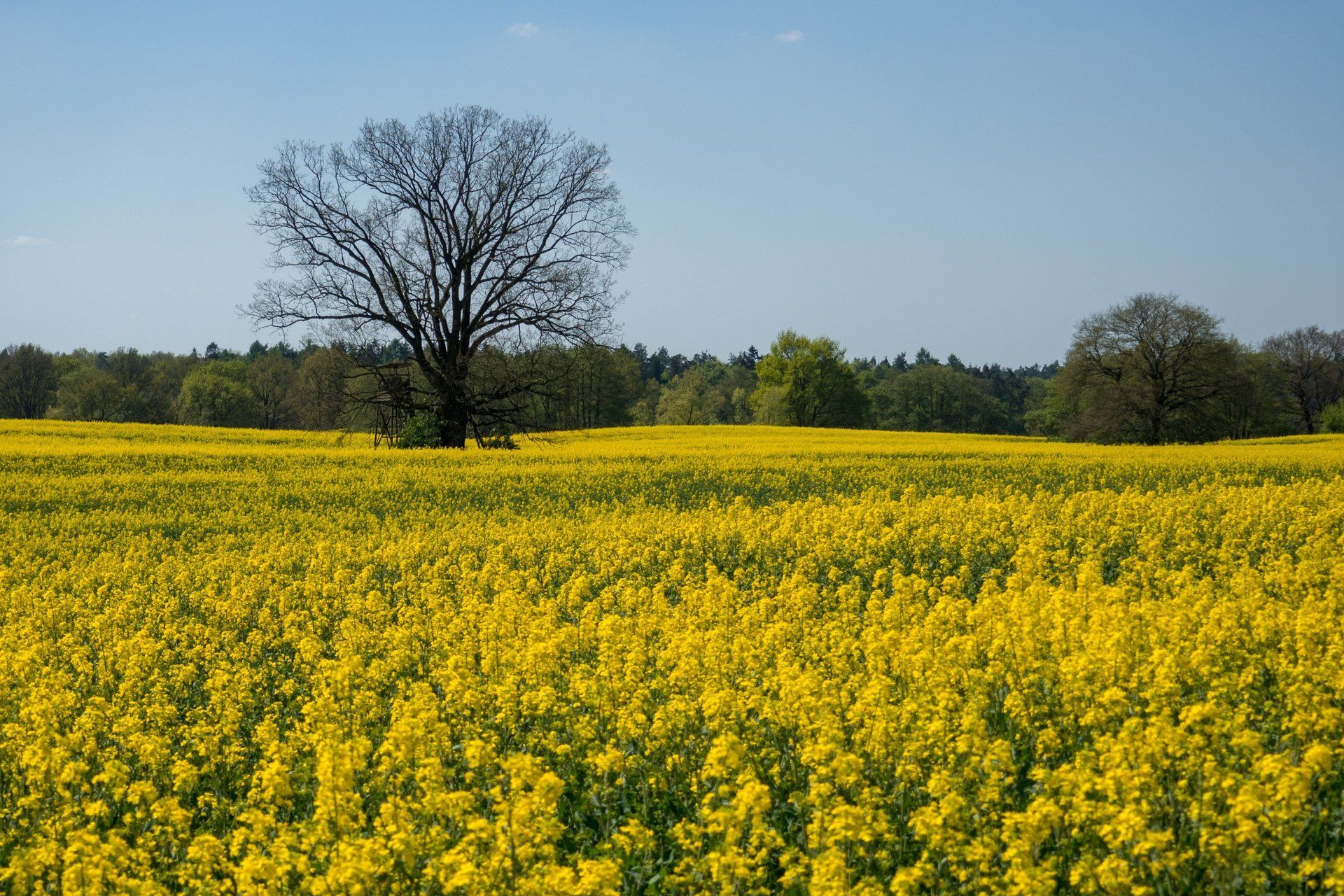 Rapsfeld