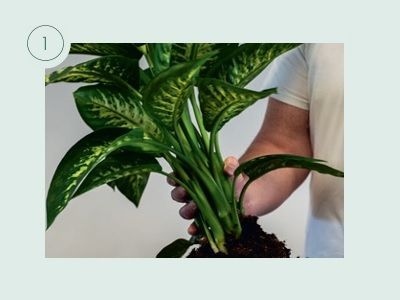 Pflanzen umtopfen am Beispiel von KLANZ® Vulkaponic