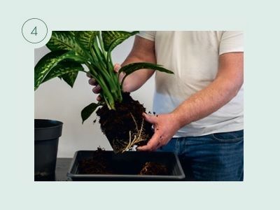 Pflanzen umtopfen am Beispiel von KLANZ® Vulkaponic