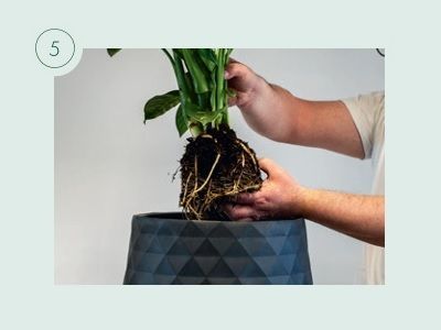Pflanzen umtopfen am Beispiel von KLANZ® Vulkaponic