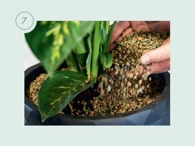 Pflanzen umtopfen am Beispiel von KLANZ® Vulkaponic