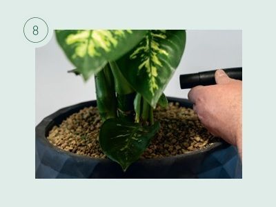 Pflanzen umtopfen am Beispiel von KLANZ® Vulkaponic