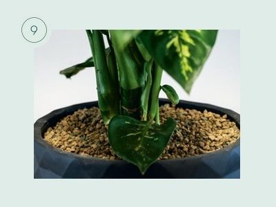 Pflanzen umtopfen am Beispiel von KLANZ® Vulkaponic