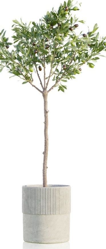 Vulkaponic