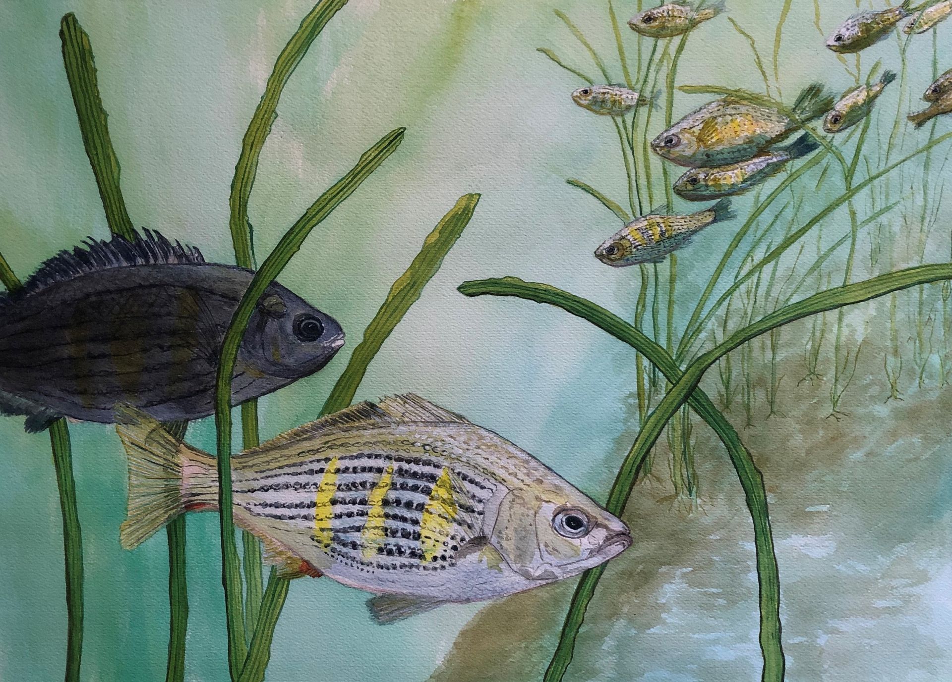 Shiner Perch, NFS