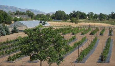 Jacobs Family Berry Farm