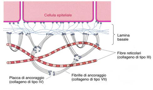 collagene