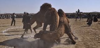 camel fight