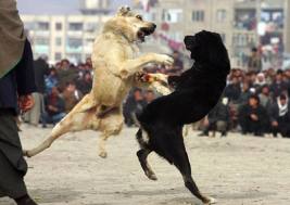 dog fight