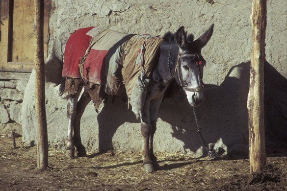 donkey