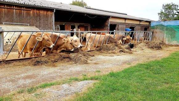 Unsere Kühe Kühe, Eis, Milch, Milchhäuschen