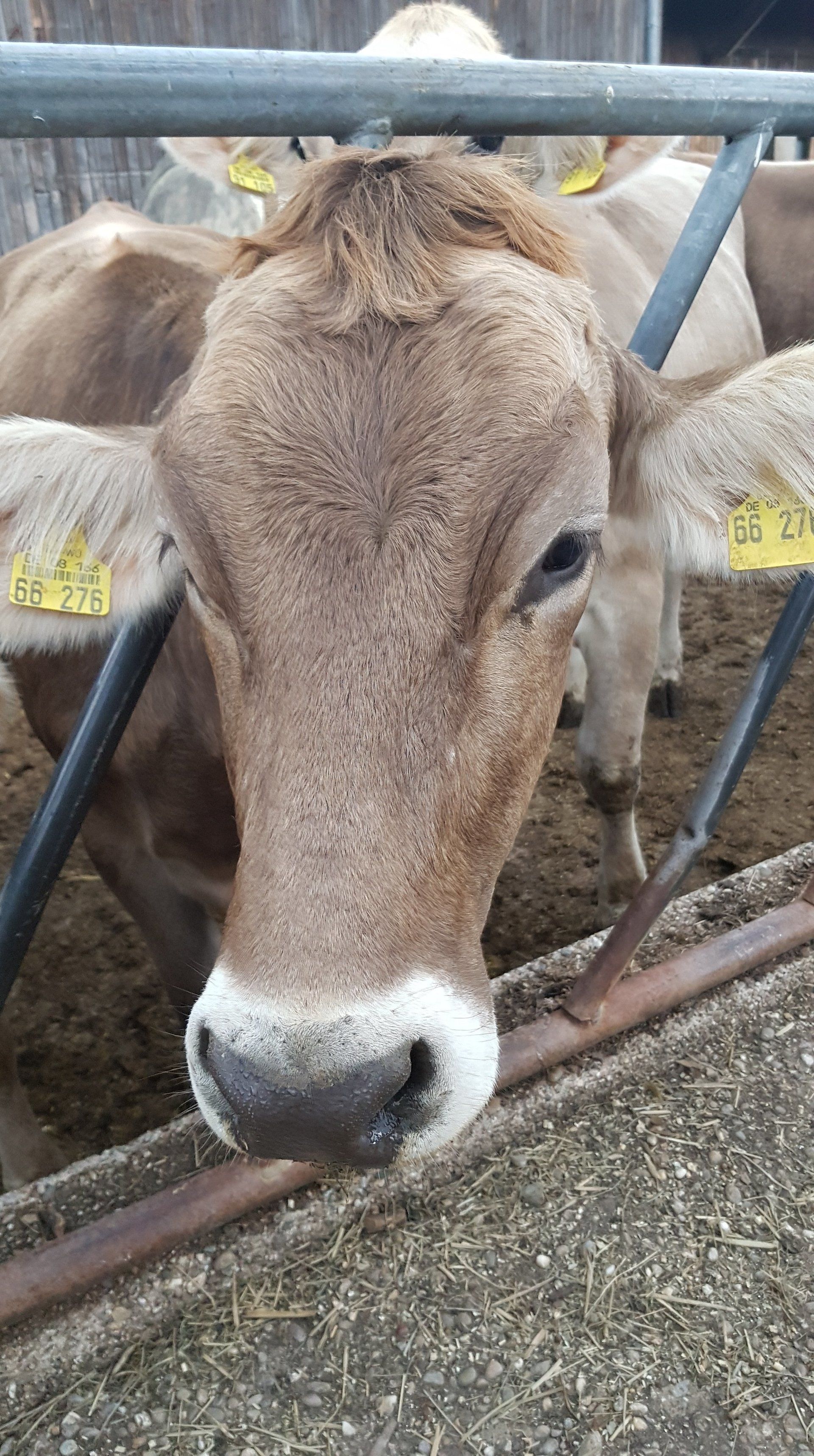 Kühe, Landwirtschaft, braun Vieh, braun, Allgäuer