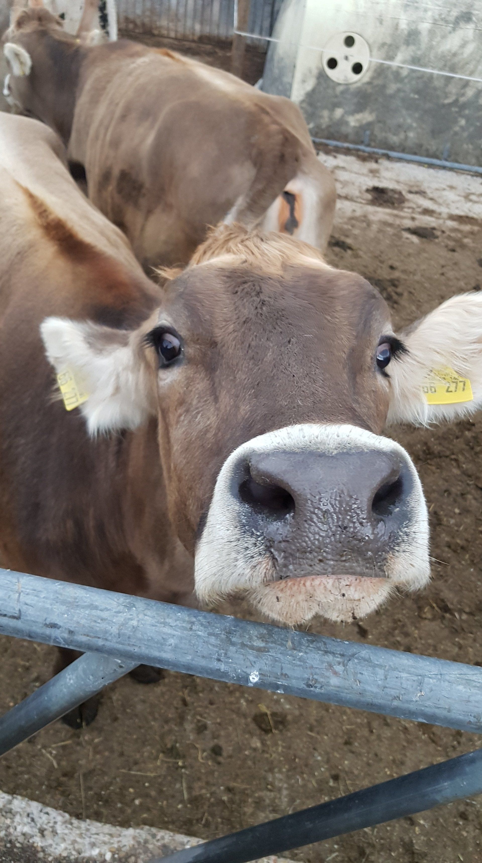 Kühe, Landwirtschaft, braun Vieh, braun, Allgäuer