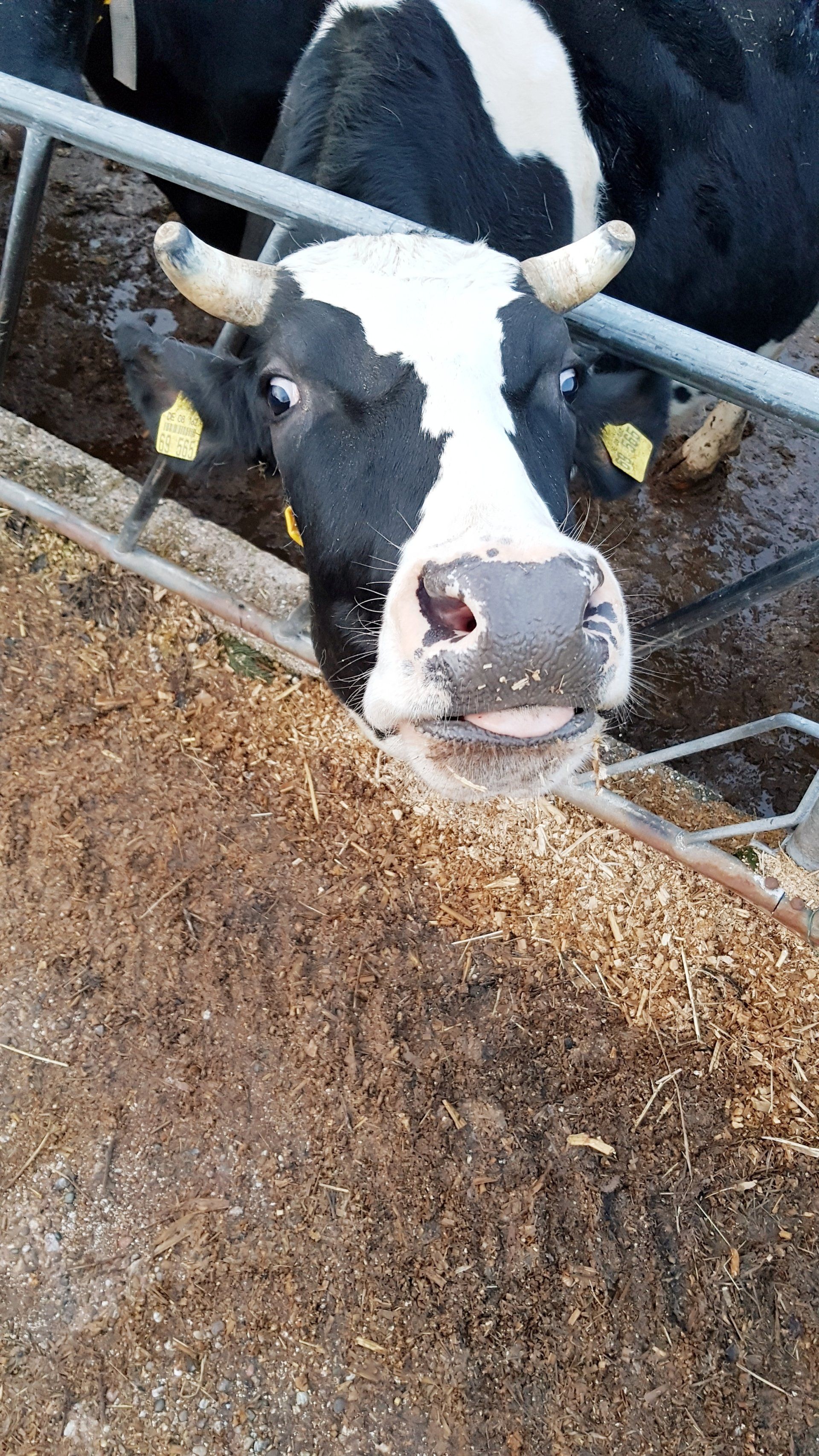 Kuh, schwarz, weiß, gefleckt, Milch, Bauernhof