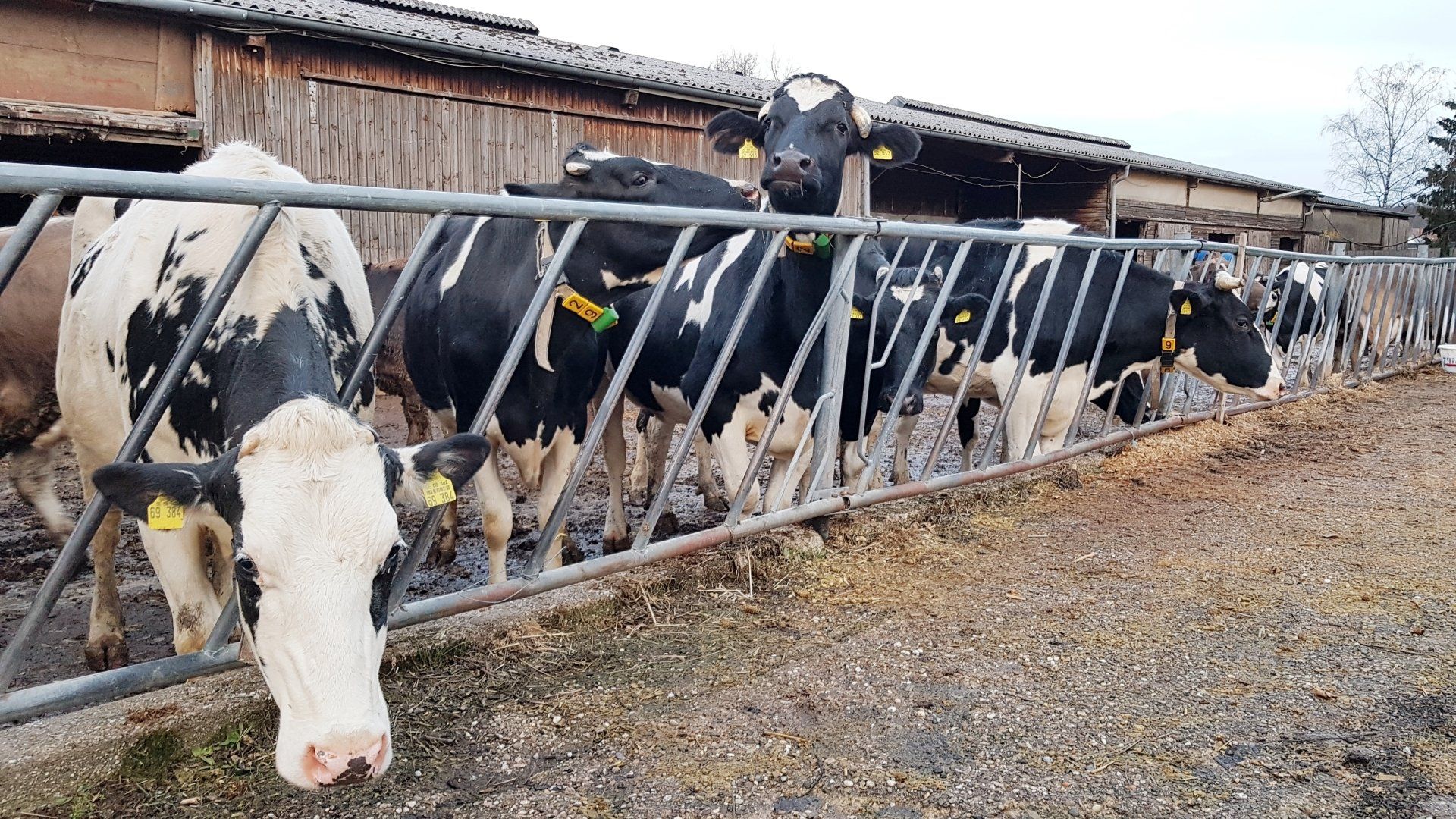 Kuh, Kuhstall, Milch, schwarz, weiß, Milch, No.43,