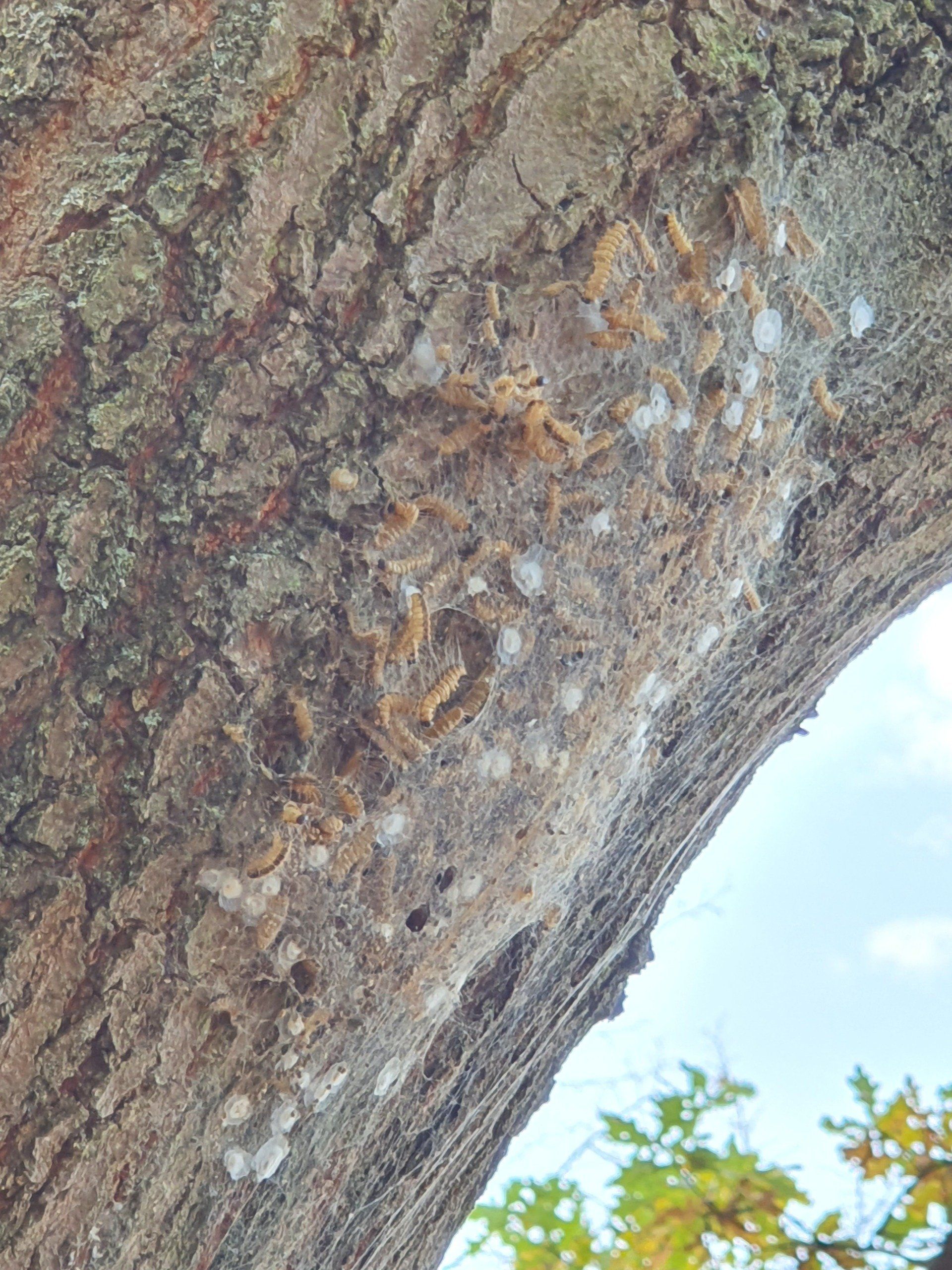 Eichenprozessionsspinner gefährlich Entfernung Mülheim