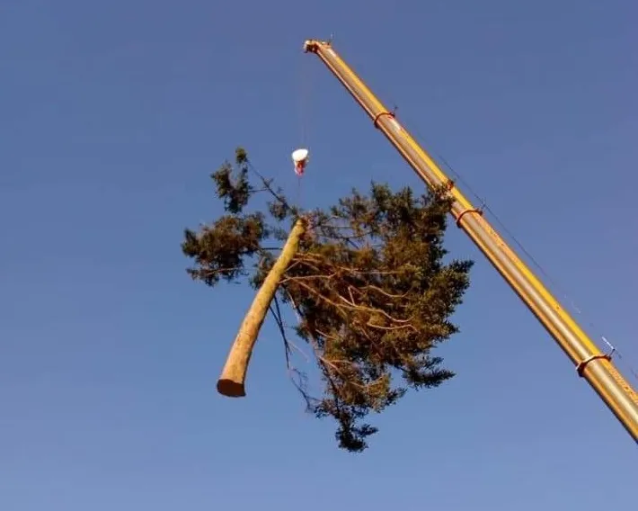 Baumfällung im Gefahrenbereich mit dem Kran