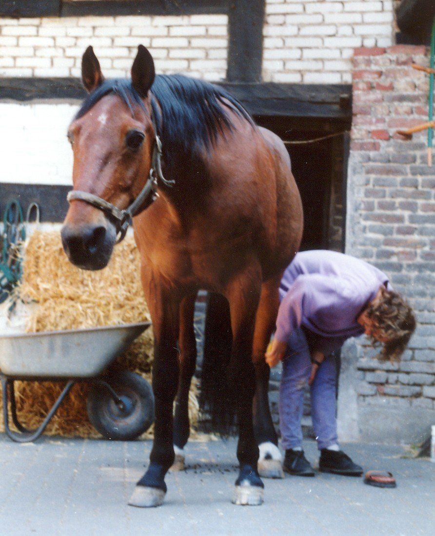 Ehemalige Pferdepflegerin, heute Tier-Energetikerin Daniela Gröll mit dem braunen Pferd Hermes bei der Wundversorgung