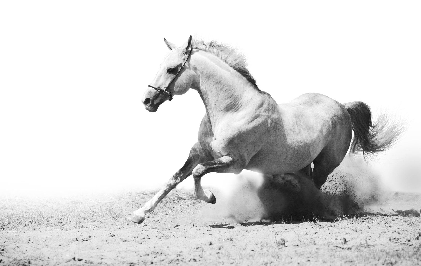 eine getiegerte Katze liegt im Hof