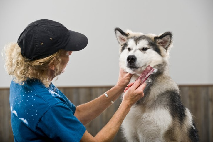 kranke Tiere, Hund Tierkommunikation
