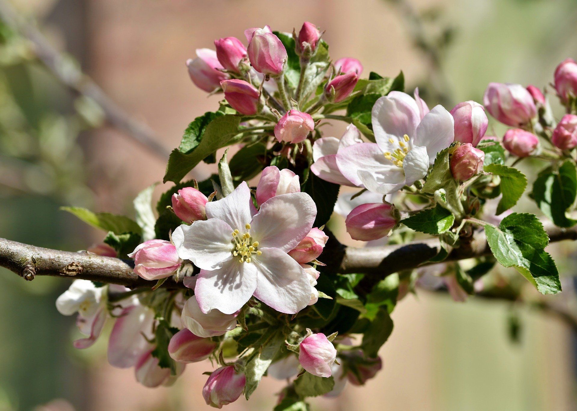 Bachblüten für Mensch und Tier, Kontakt zur Tierseele