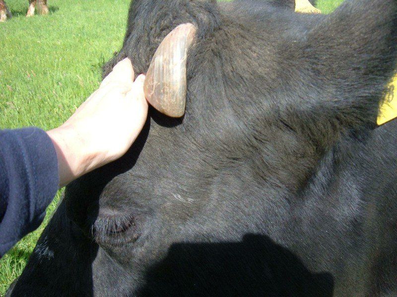 schwarze Kuh vom Niederrhein bei der energetischen Anwendung