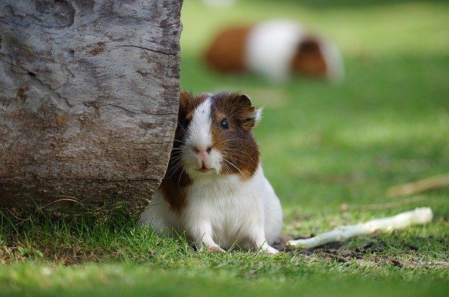 ein weiß braunes Meerschweinchen aauf der Weide an einem Holzstamm
