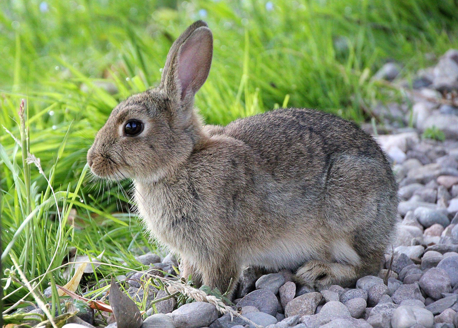graues Kaninchen im Garten