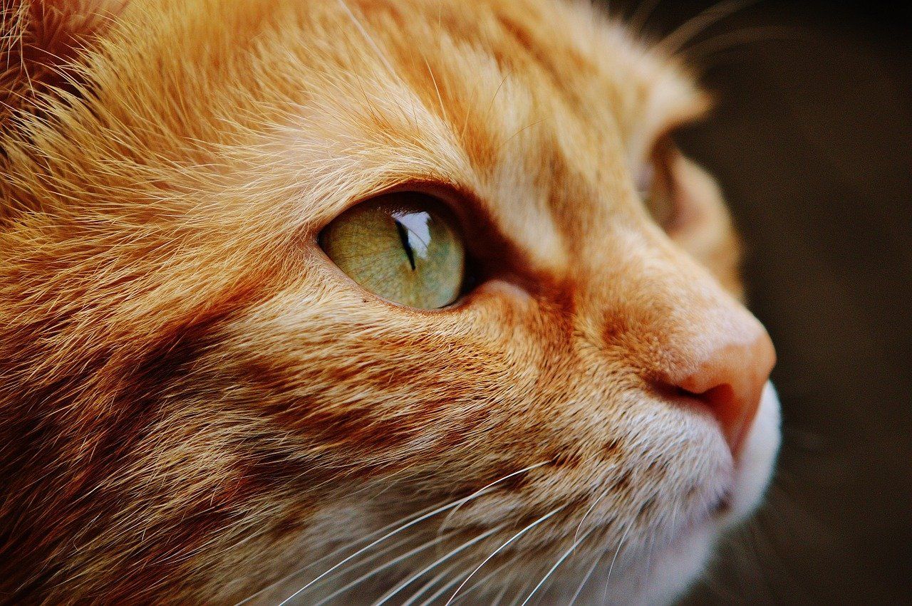 rote Katze vermisst