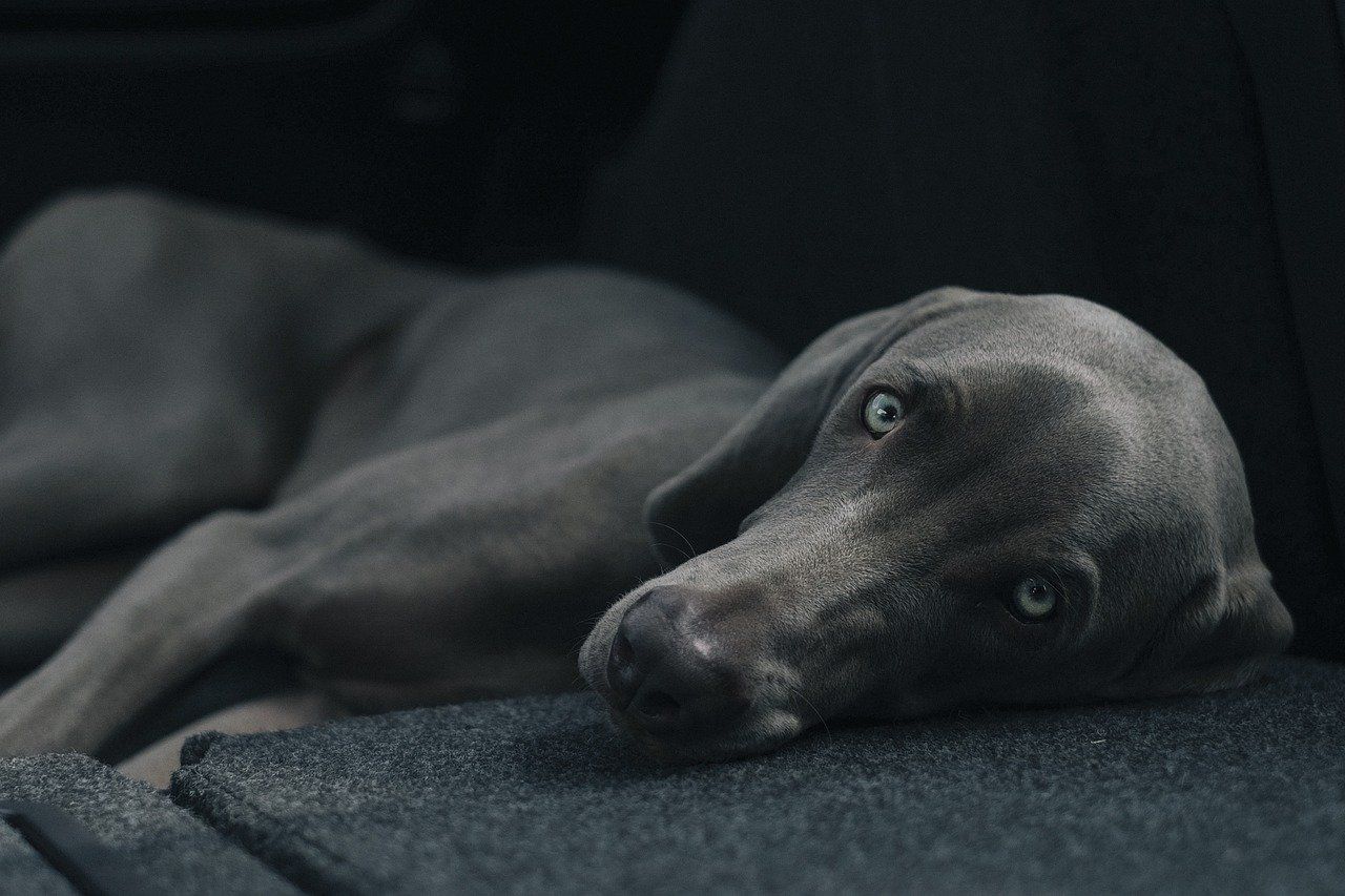 großer chlafender grauer Hund