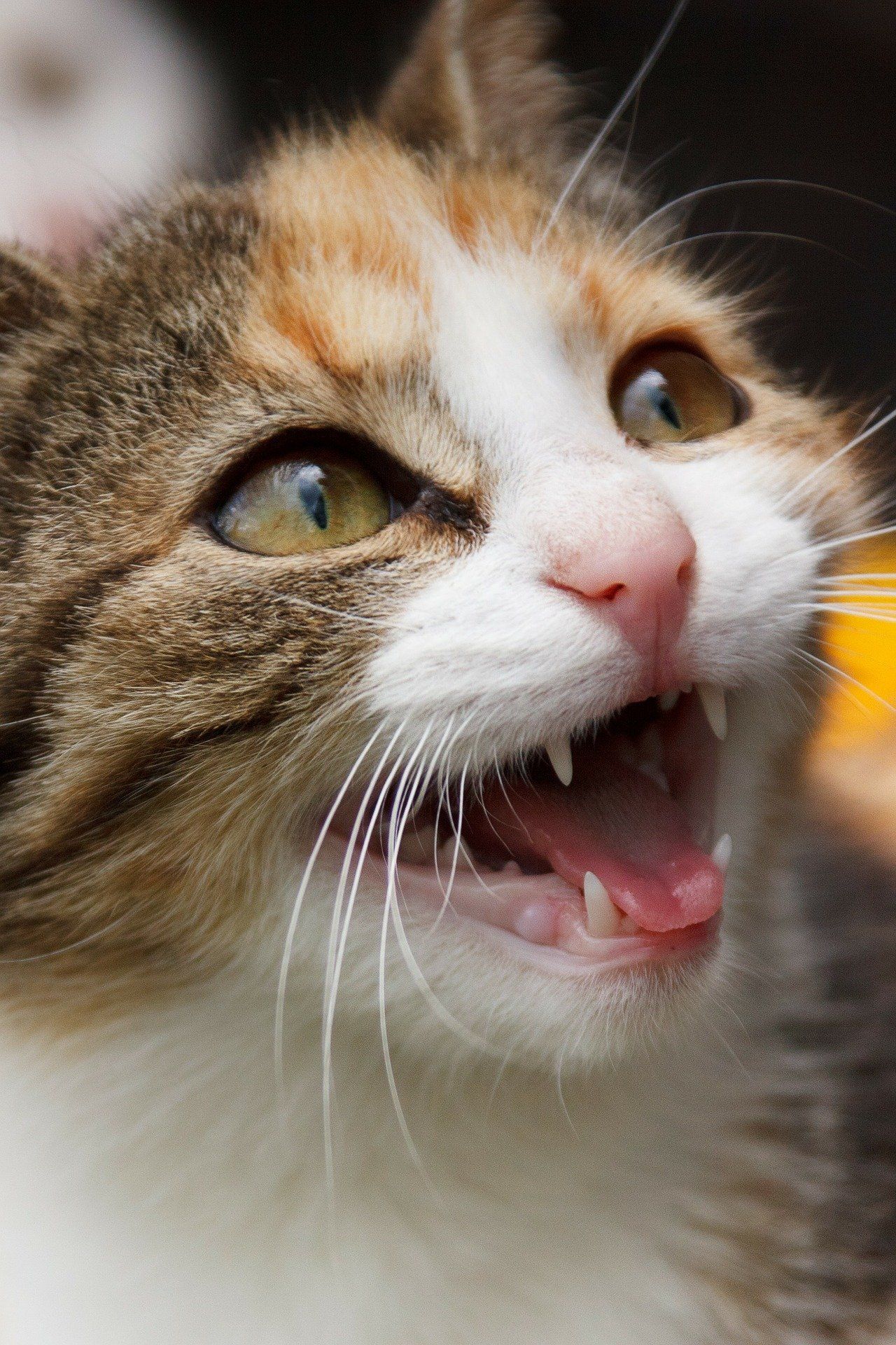 weiß getiegerte Katze mit offenem Maul