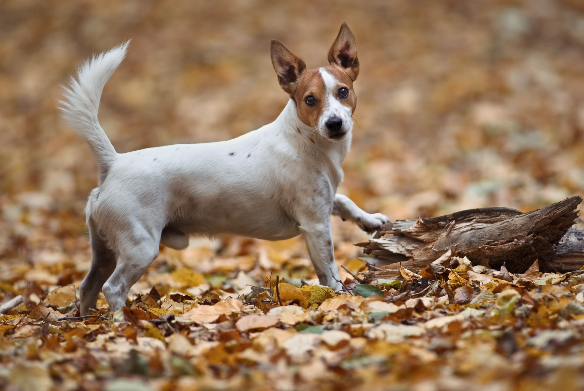 weißer Terrier mit braunen Flecken im Wald