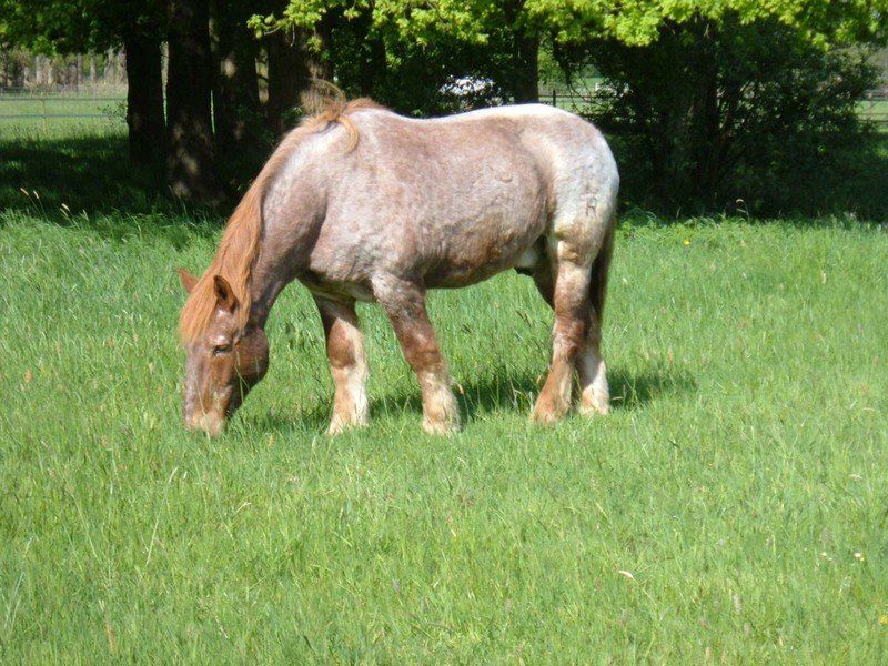 Ein Rotschimmel Kaltblüter steht auf einer grünen Weide und friest Gras