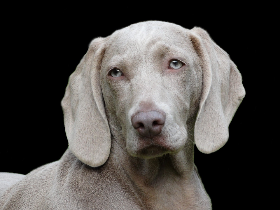 ein großer grauer Hund mit Hängeohren schaut in die Kamera der Hintergrund ist schwarz