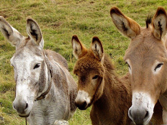 drei Esel von links nach rechts, ein grauer Esel, ein kleiner brauner Esel und rechts ein heller Esel stehen auf einer Weide und schauen nach vorne