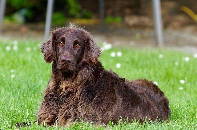 Kranke und sterbende Tiere ein großer bruner langhaariger Hund liegt auf der Wiese und schaut in die Kamera