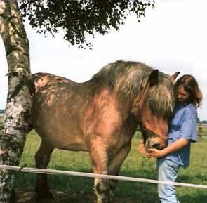 Alternative Heilung für Pferde, Tier-Energetik und Tierkomunikation Daniela Gröll