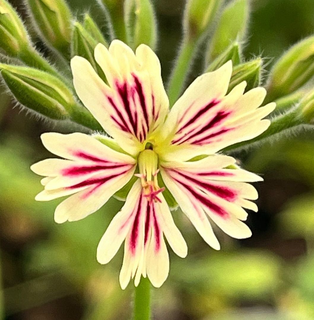 seltene Pelargonie