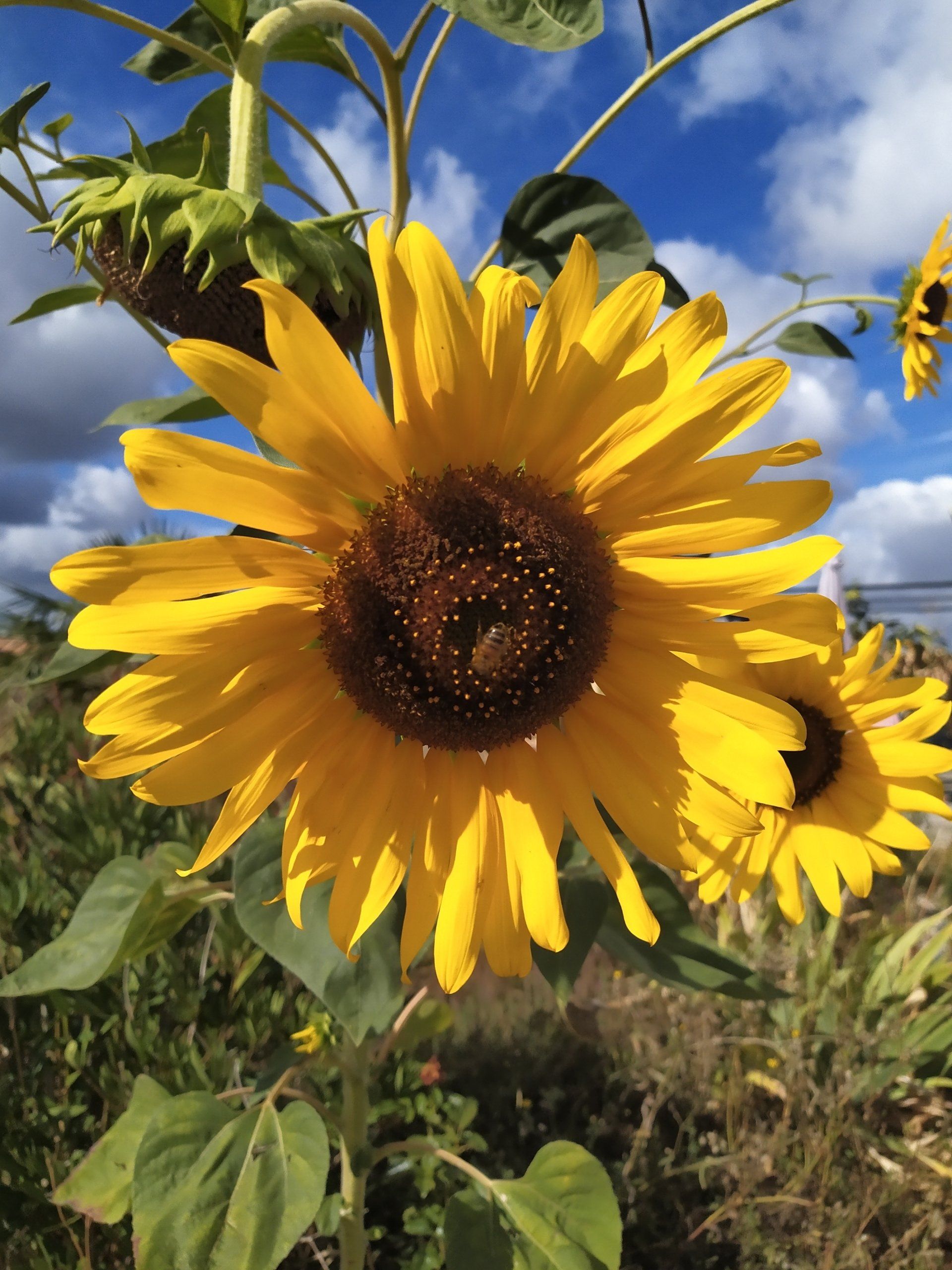 Tournesol joyeux pour huile