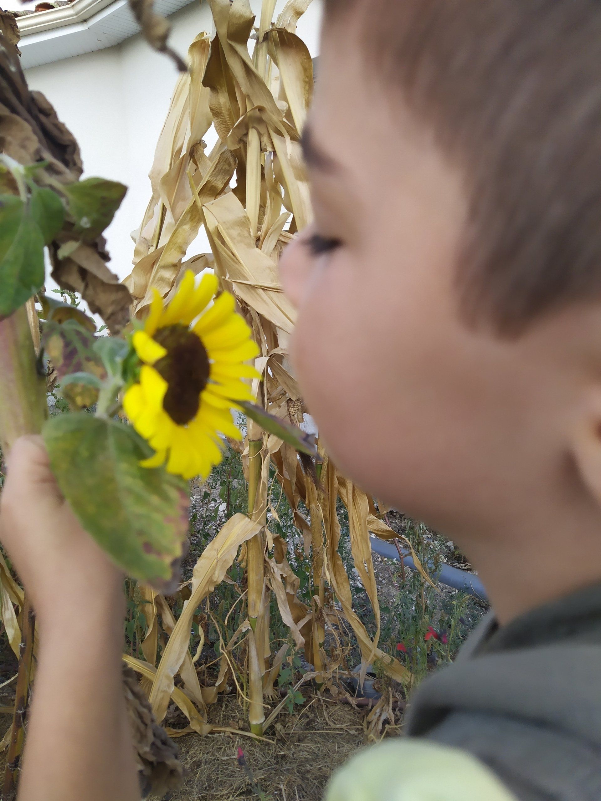 Tournesol, olfaction