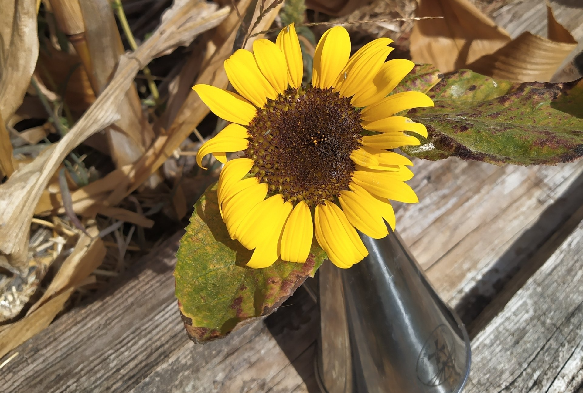 Huile vierge de tournesol