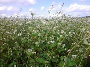 Champ de sarrasin en Charente