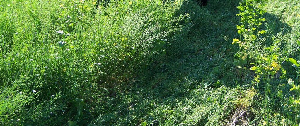 Champ agriculture de conservation des sols