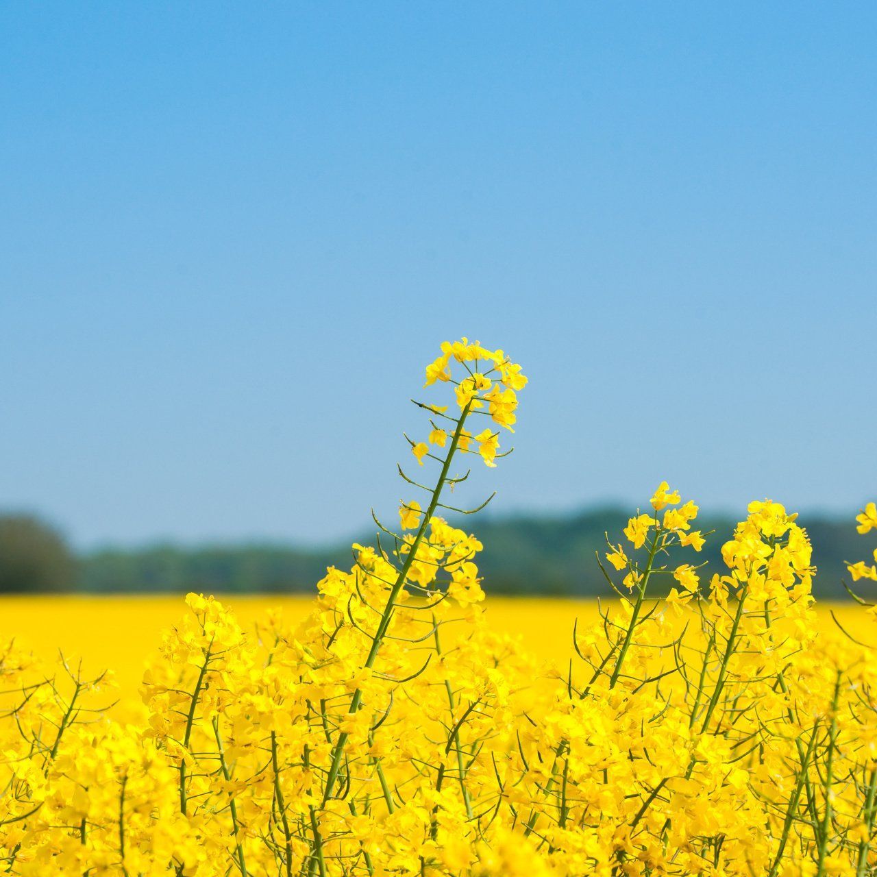 Champ de colza, Nouvelle Aquitaine