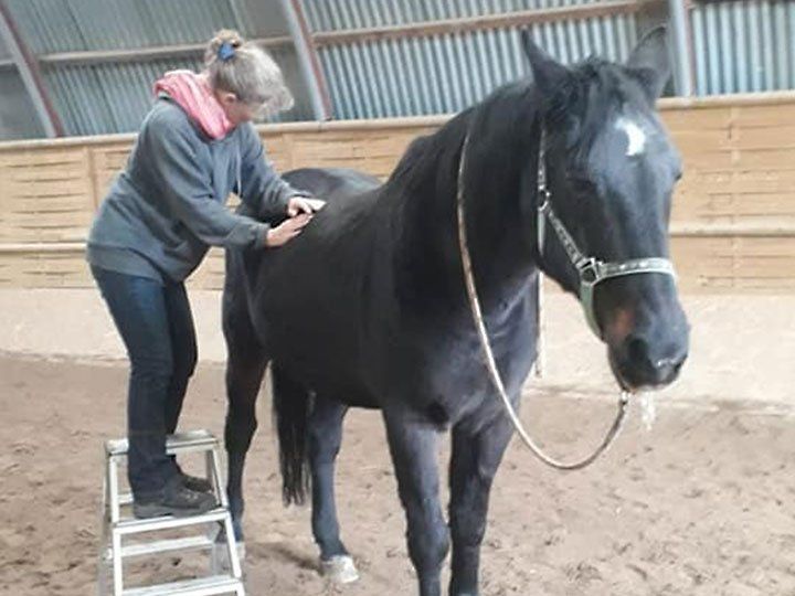 Shiatsu für Pferde