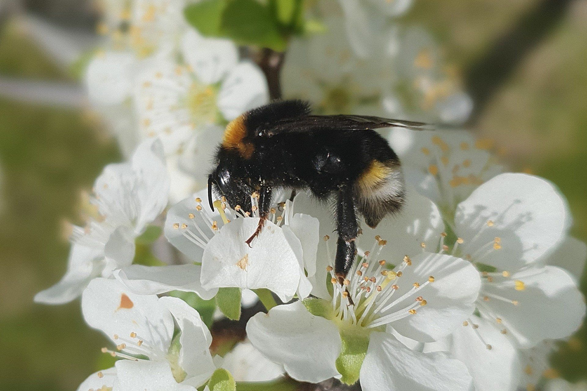 Hummel auf Pflaumenblüte