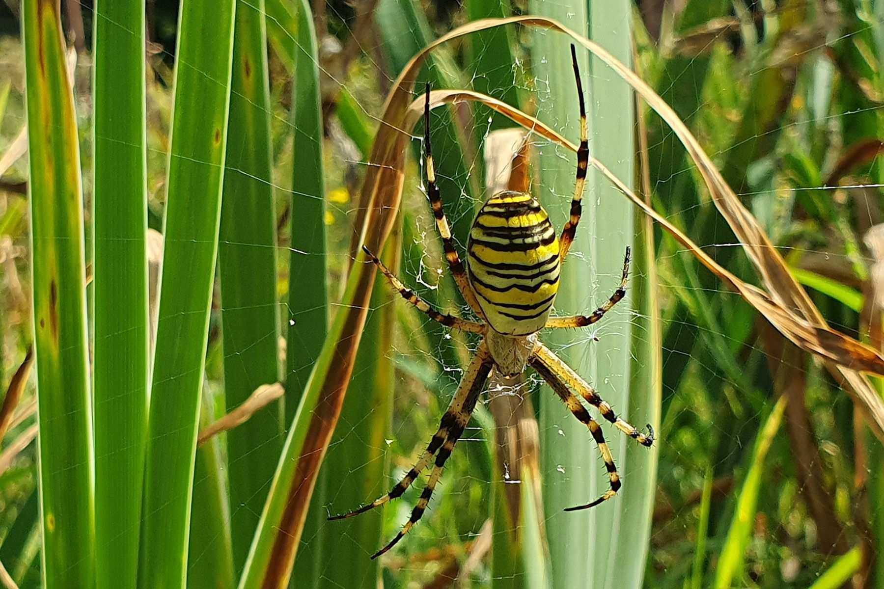 Wespenspinne
