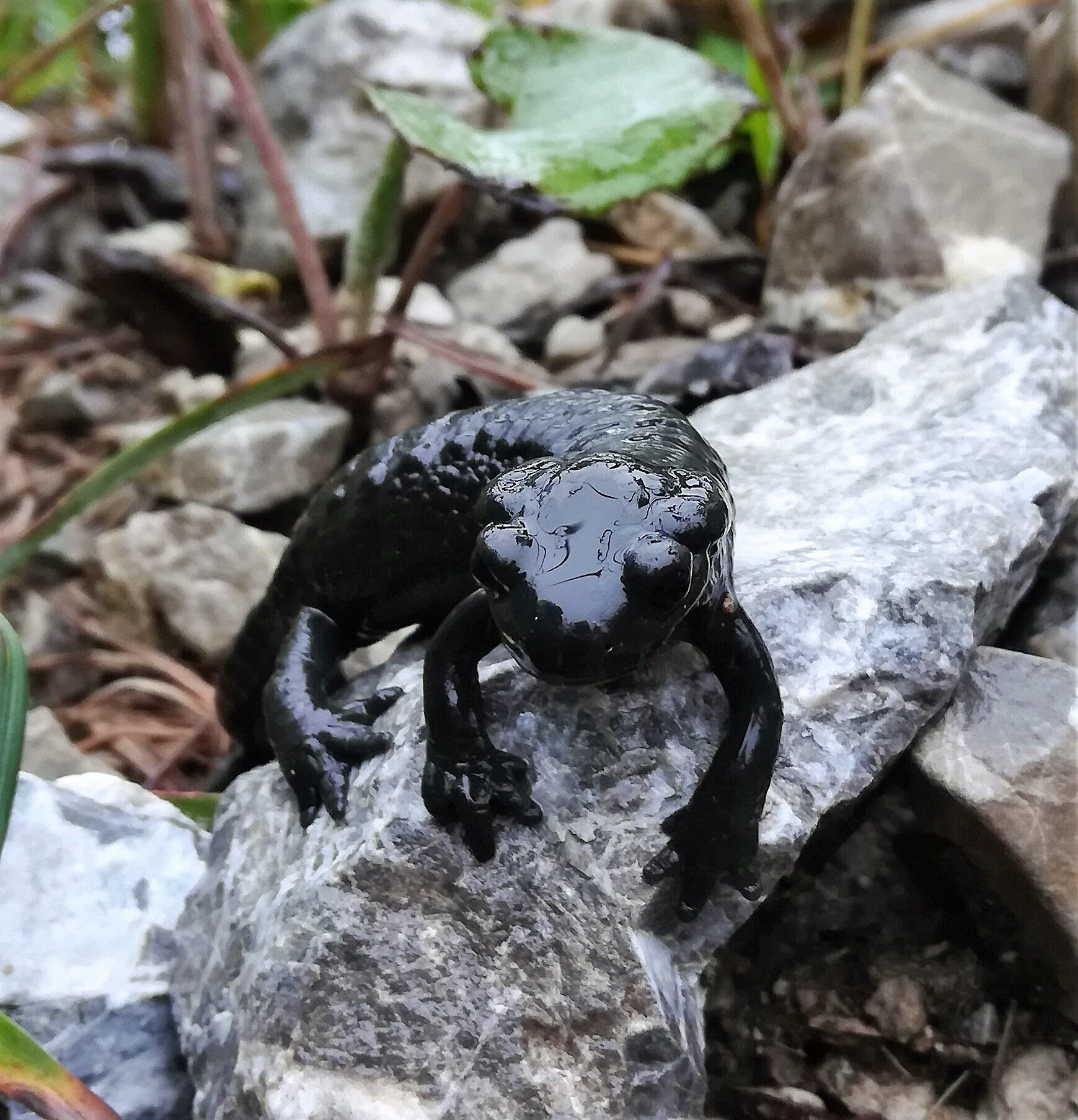Über dem Traualpsee - Schochenspitze