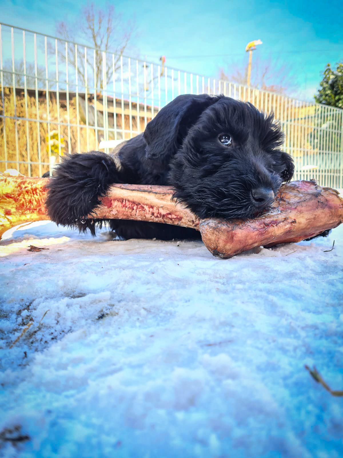 Bagic vom Dambecker See Bagic vom Dambecker See