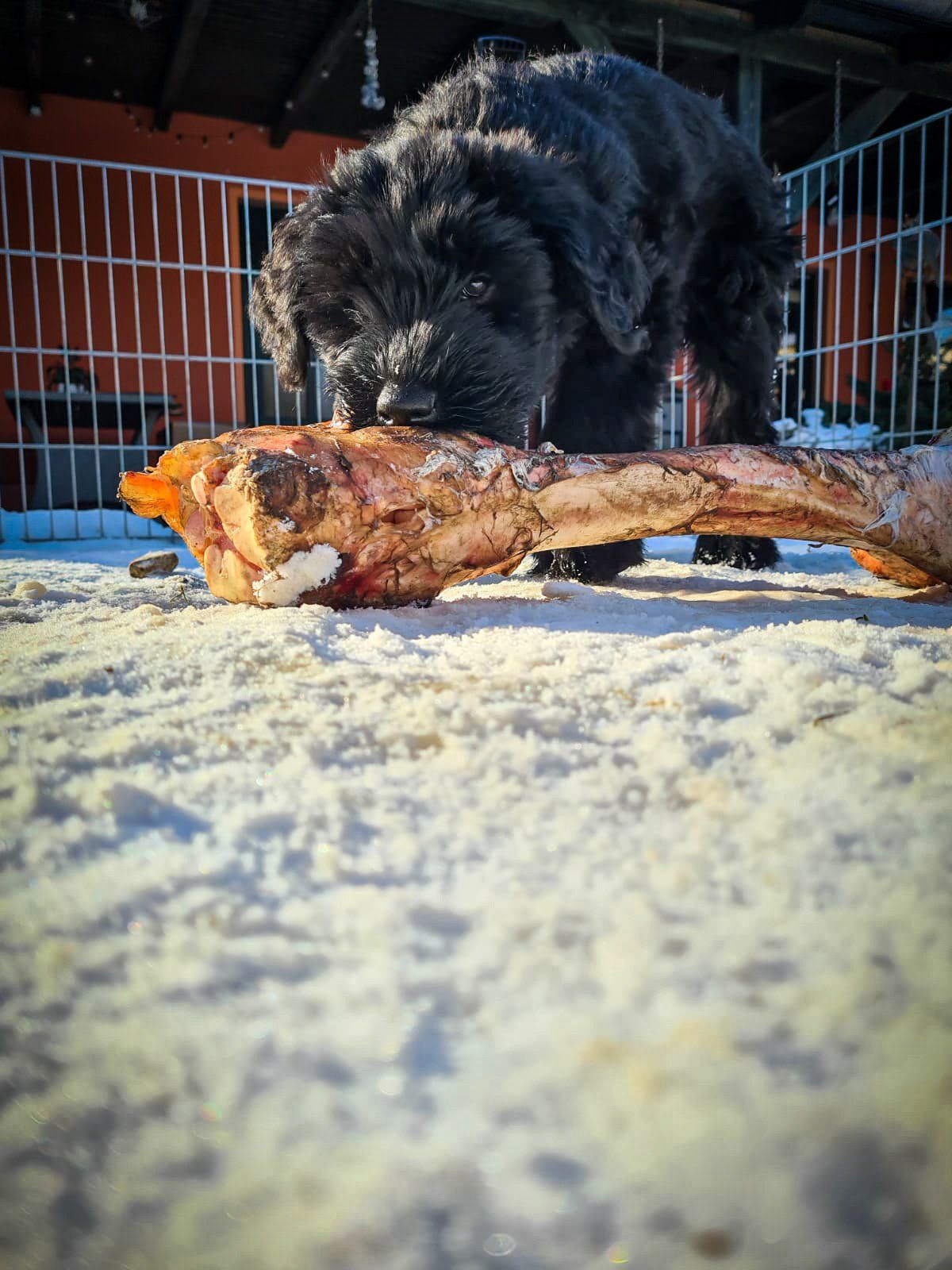 Baileys vom Dambecker See Baileys vom Dambecker See